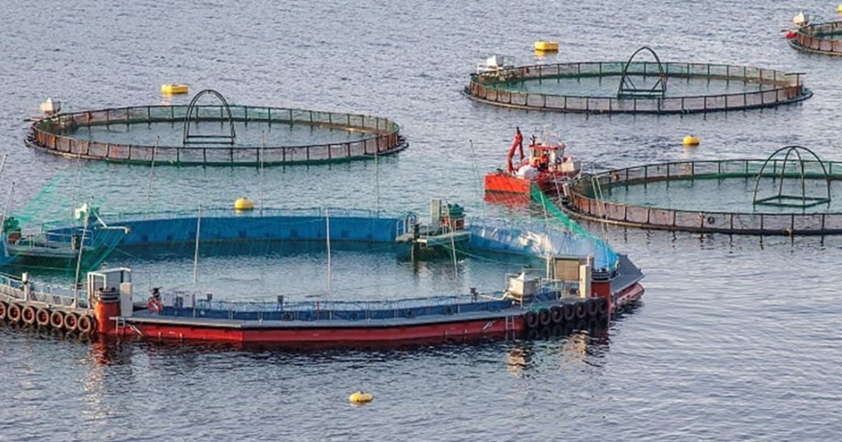 Three months after Atlantic salmon were stocked in this new closed ...