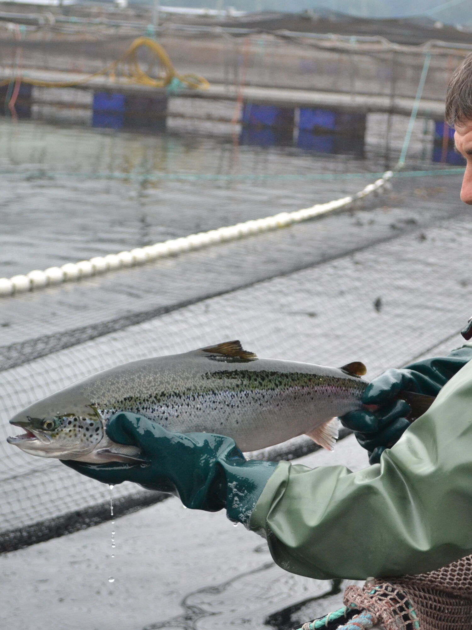 Fish health and welfare - Cermaq Canada